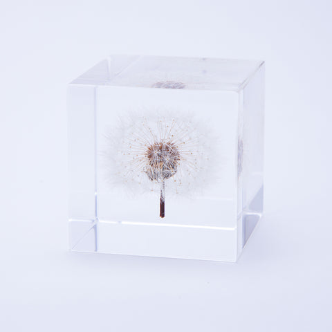 Sola Cube タンポポ 植物標本