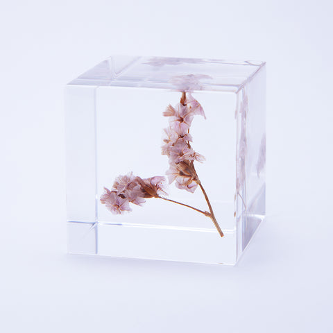 Sola Cube デルフィニウム 植物標本